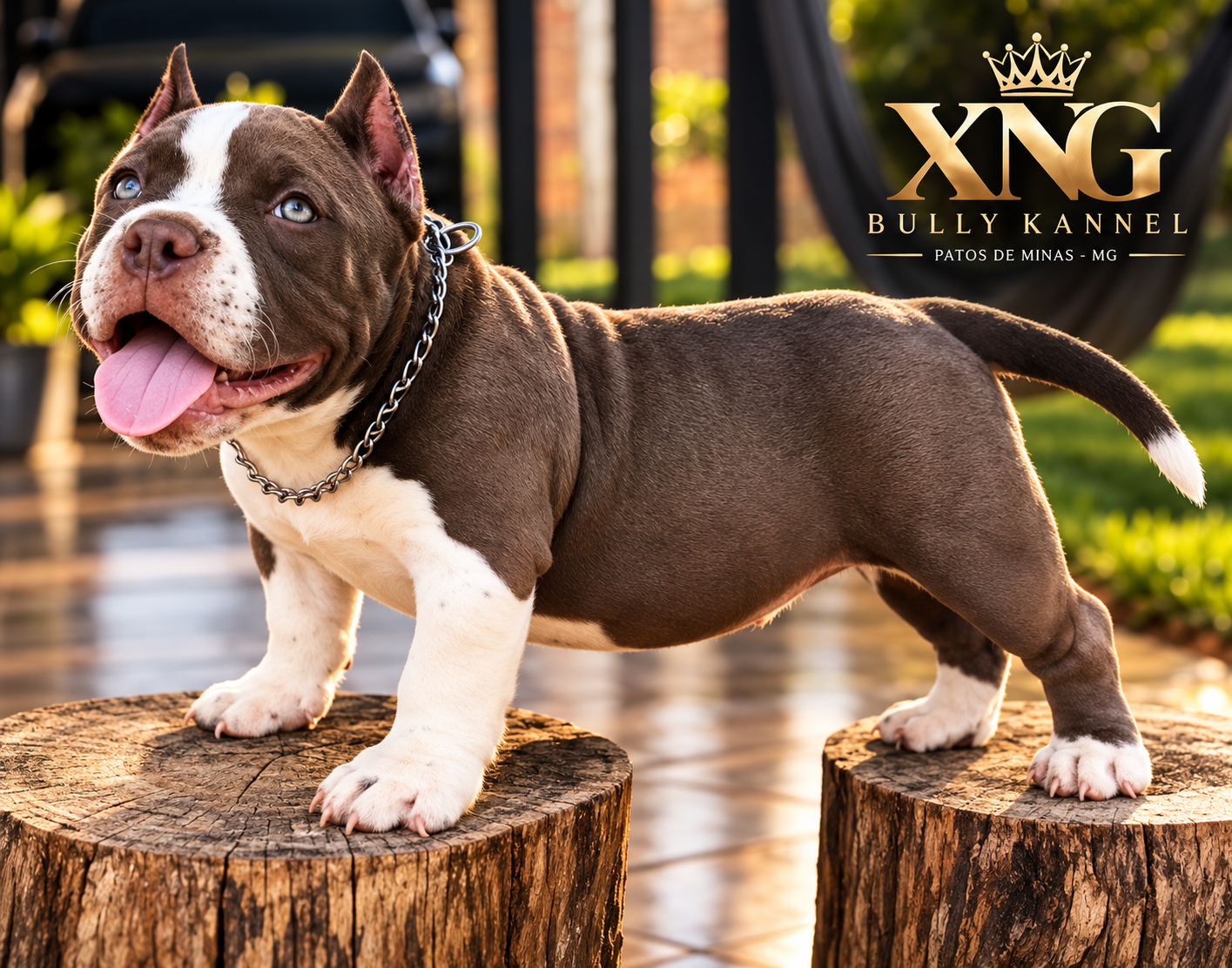 Filhote American Bully de alta tipicidade em cima dos troncos