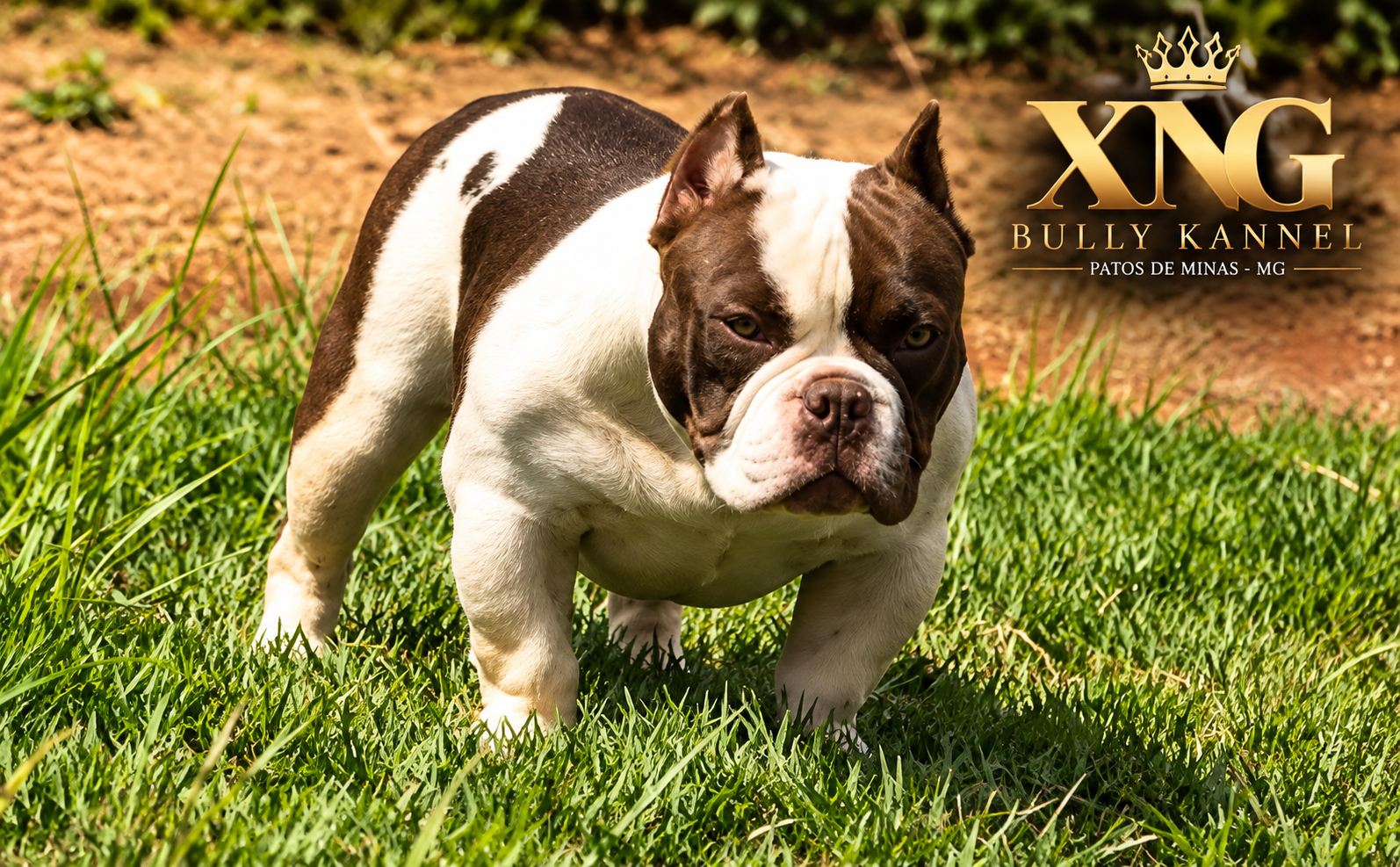 American Bully Chocolate e Branco em postura no gramado